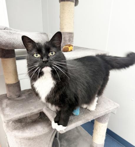 Enlarge Caroline, a Adoptable Domestic Medium Hair in St. Johnsbury, VT image 2/3
