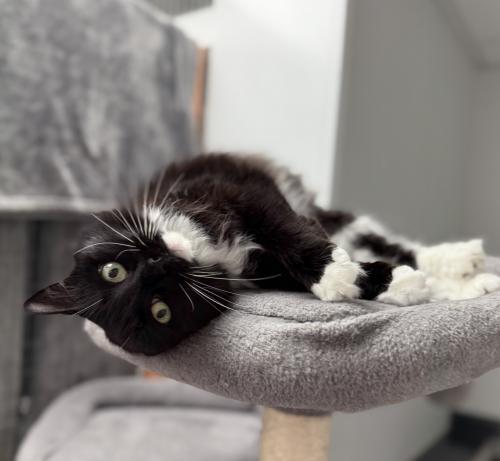 Enlarge Caroline, a Adoptable Domestic Medium Hair in St. Johnsbury, VT image 3/3