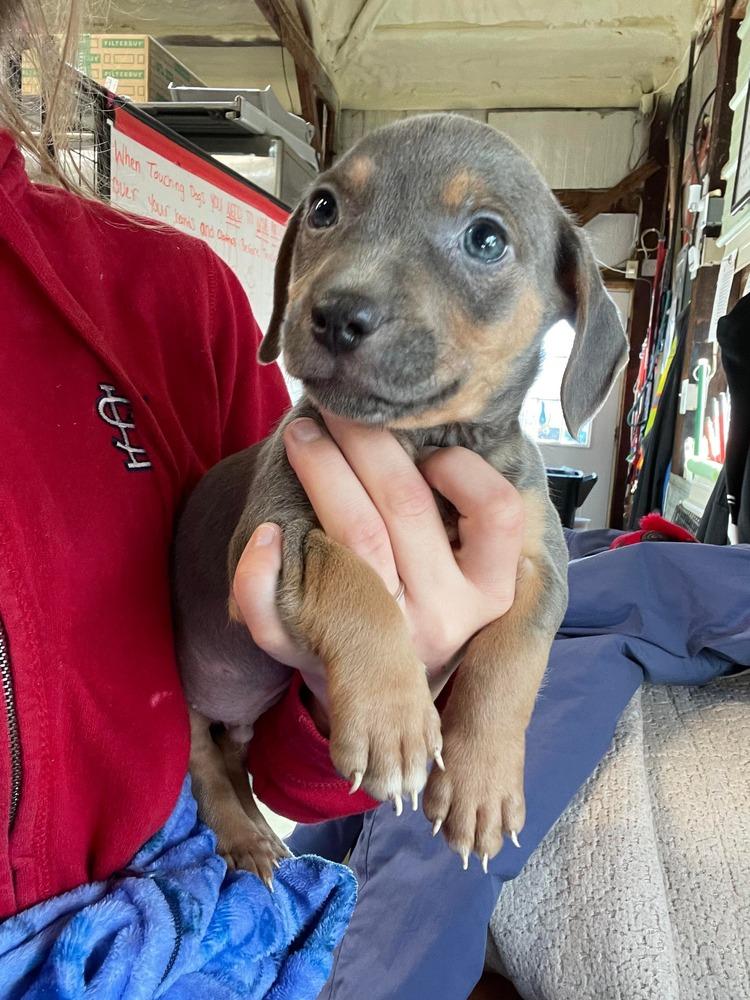 Jade pup - Donner, a Adoptable mixed breed in Warrenton, MO image 1/2