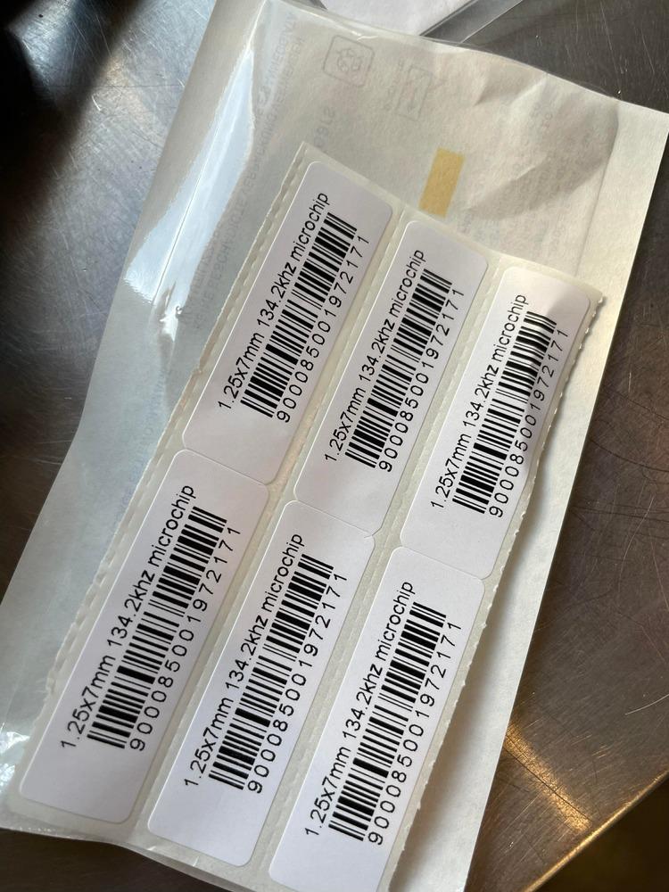 Jade pup - Donner, a Adoptable mixed breed in Warrenton, MO image 2/2