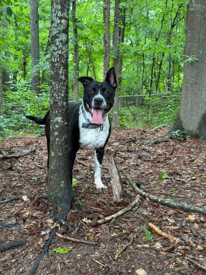 Archie, Adoptable, Young Male Cattle Dog.