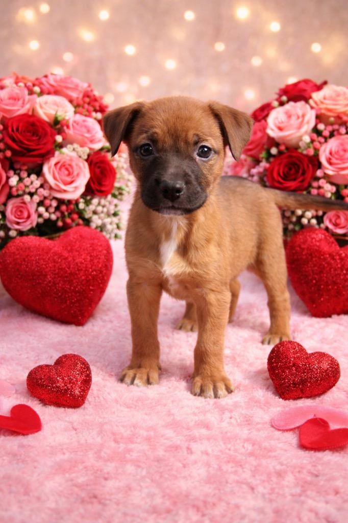 Sage — thumbnail 4