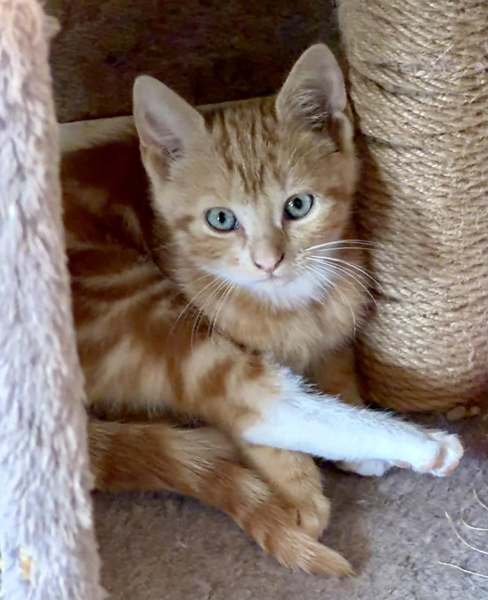 Chili, Adoptable, Kitten Female American Shorthair.