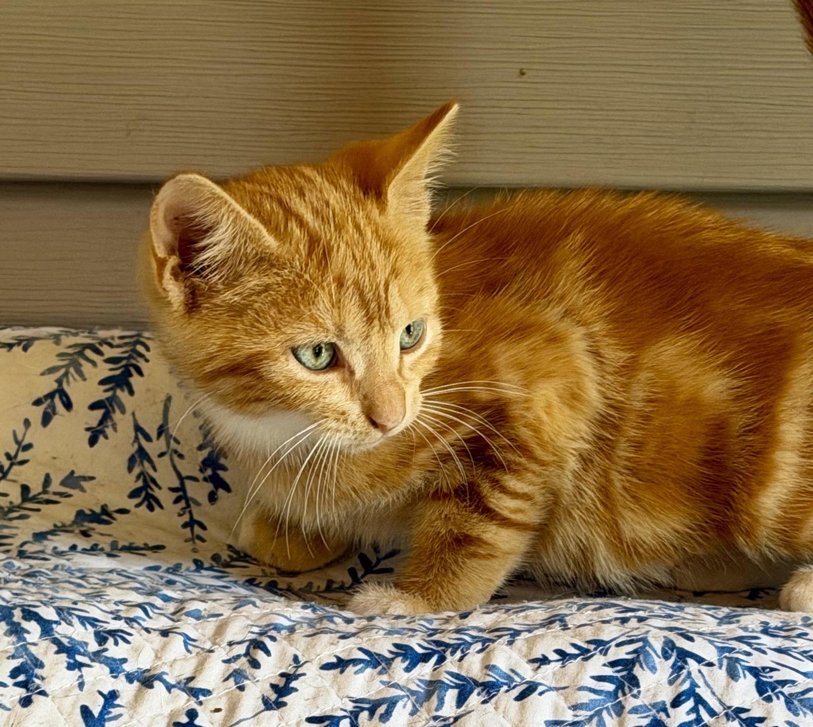 Enlarge Chili, a Adoptable American Shorthair in Roanoke, AL image 2/2
