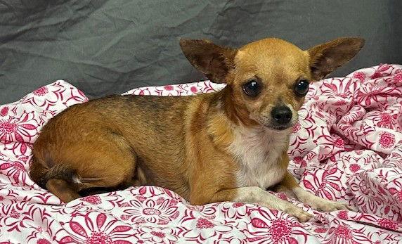 Enlarge 251228  Squeak, a Adopted Chihuahua in Wetumpka, AL image 1/2