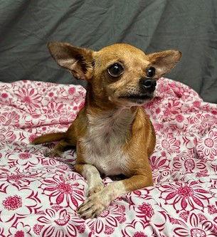 Enlarge 251228  Squeak, a Adopted Chihuahua in Wetumpka, AL image 2/2
