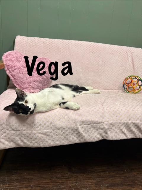 Vega, a Adoptable American Shorthair in Perry, GA image 1/2