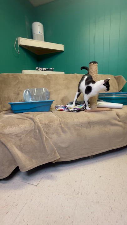 Enlarge Vega, a Adoptable American Shorthair in Perry, GA video 2/2