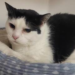 Isabella---AKA Bella, adoptable, Adult Female Domestic Short Hair.