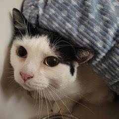 Isabella---AKA Bella, an adoptable Domestic Short Hair in Green Valley, AZ image 3/5
