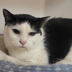 Isabella---AKA Bella, an adoptable Domestic Short Hair in Green Valley, AZ image 2/5