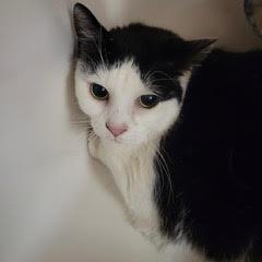 Isabella---AKA Bella, an adoptable Domestic Short Hair in Green Valley, AZ image 4/5