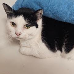 Isabella---AKA Bella, an adoptable Domestic Short Hair in Green Valley, AZ image 5/5