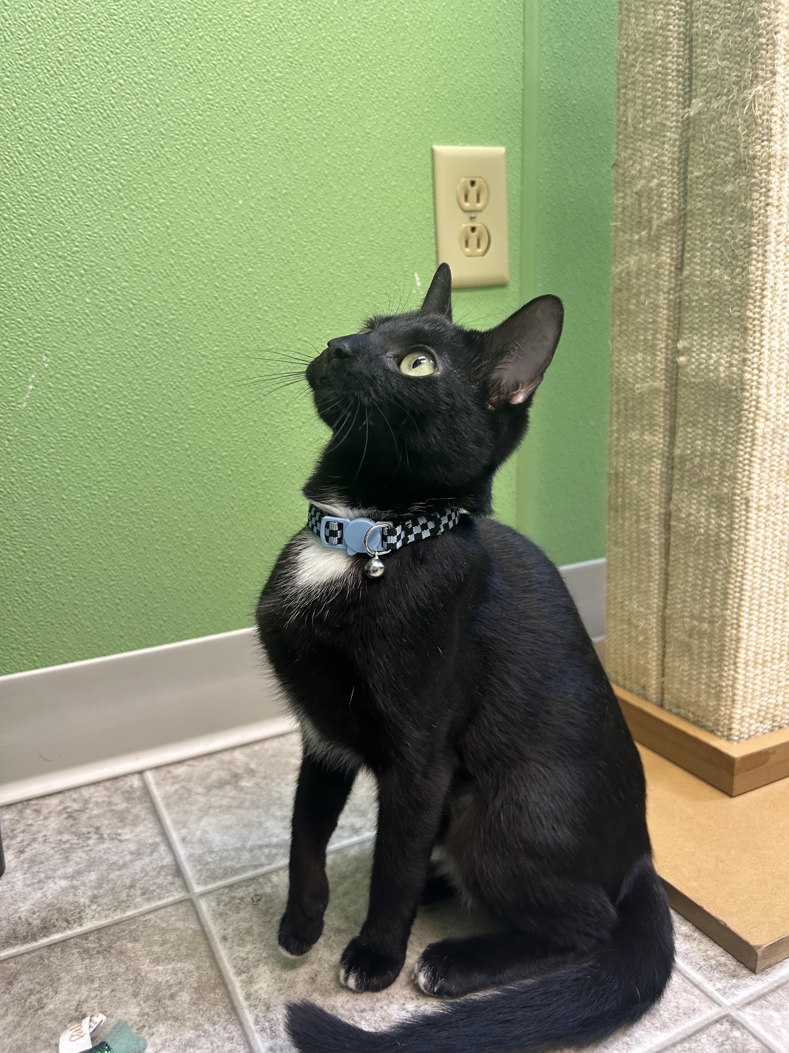 Costella, a Adoptable mixed breed in Greenbelt, MD image 2/6