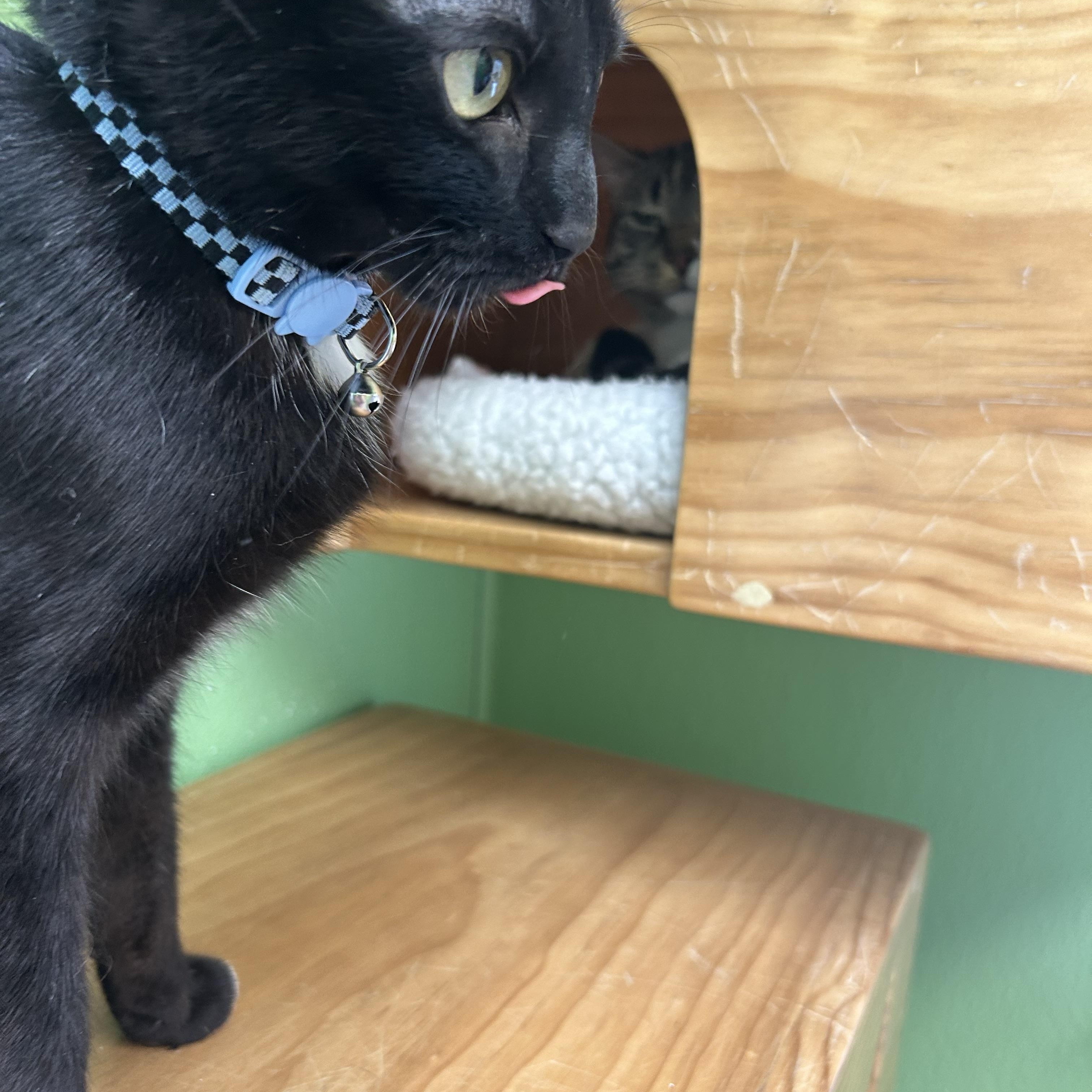 Costella, a Adoptable mixed breed in Greenbelt, MD image 3/6