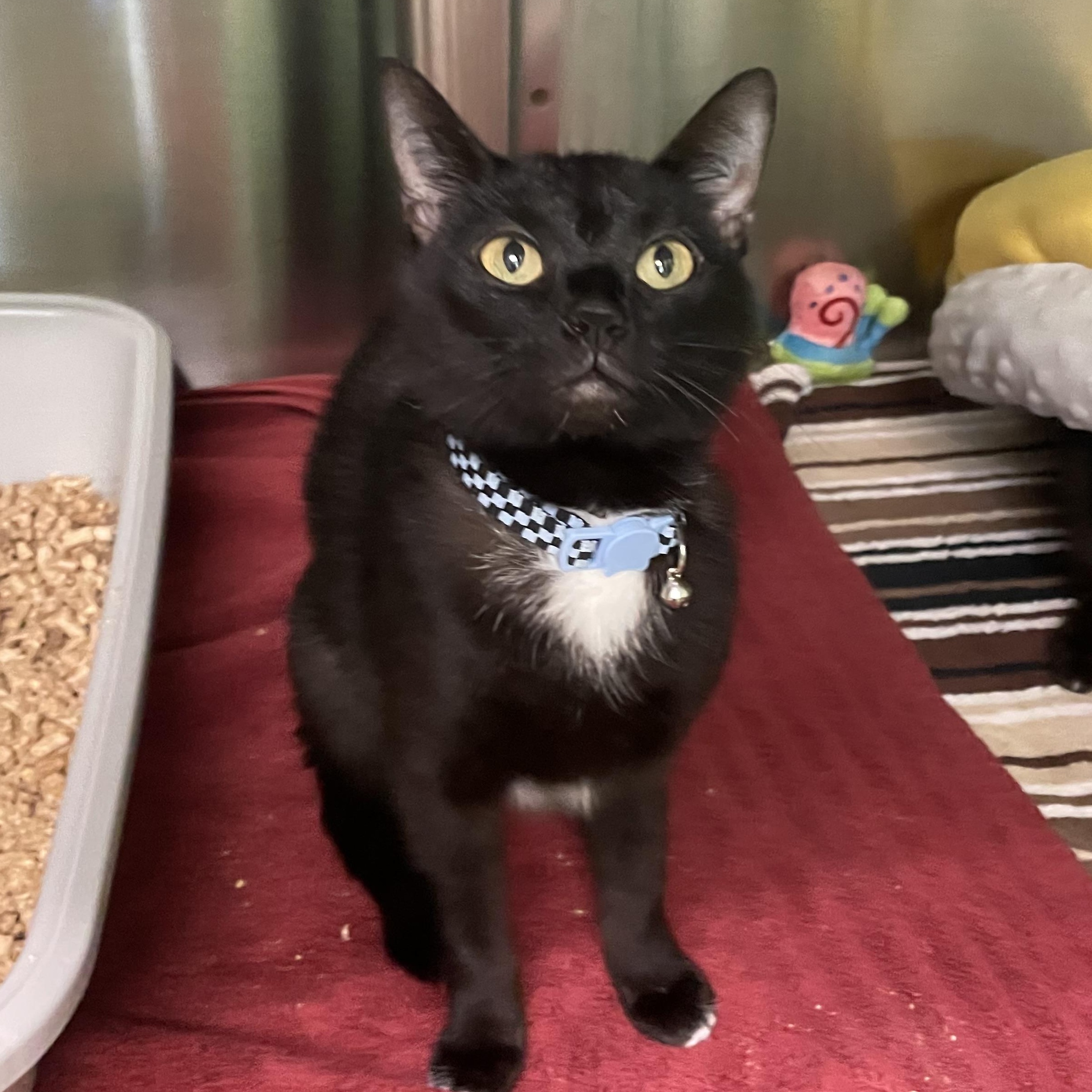 Costella, a Adoptable mixed breed in Greenbelt, MD image 5/6