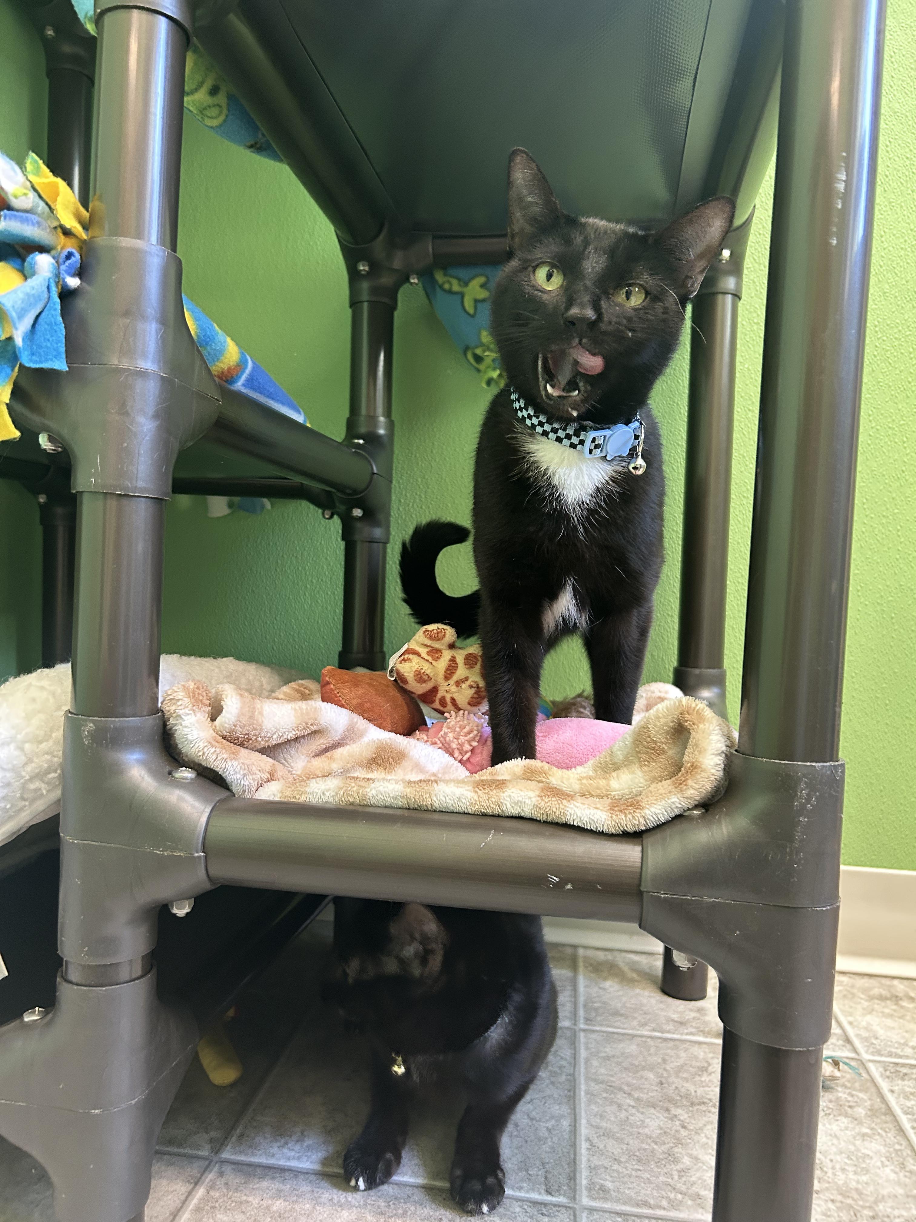 Costella, a Adoptable mixed breed in Greenbelt, MD image 4/6