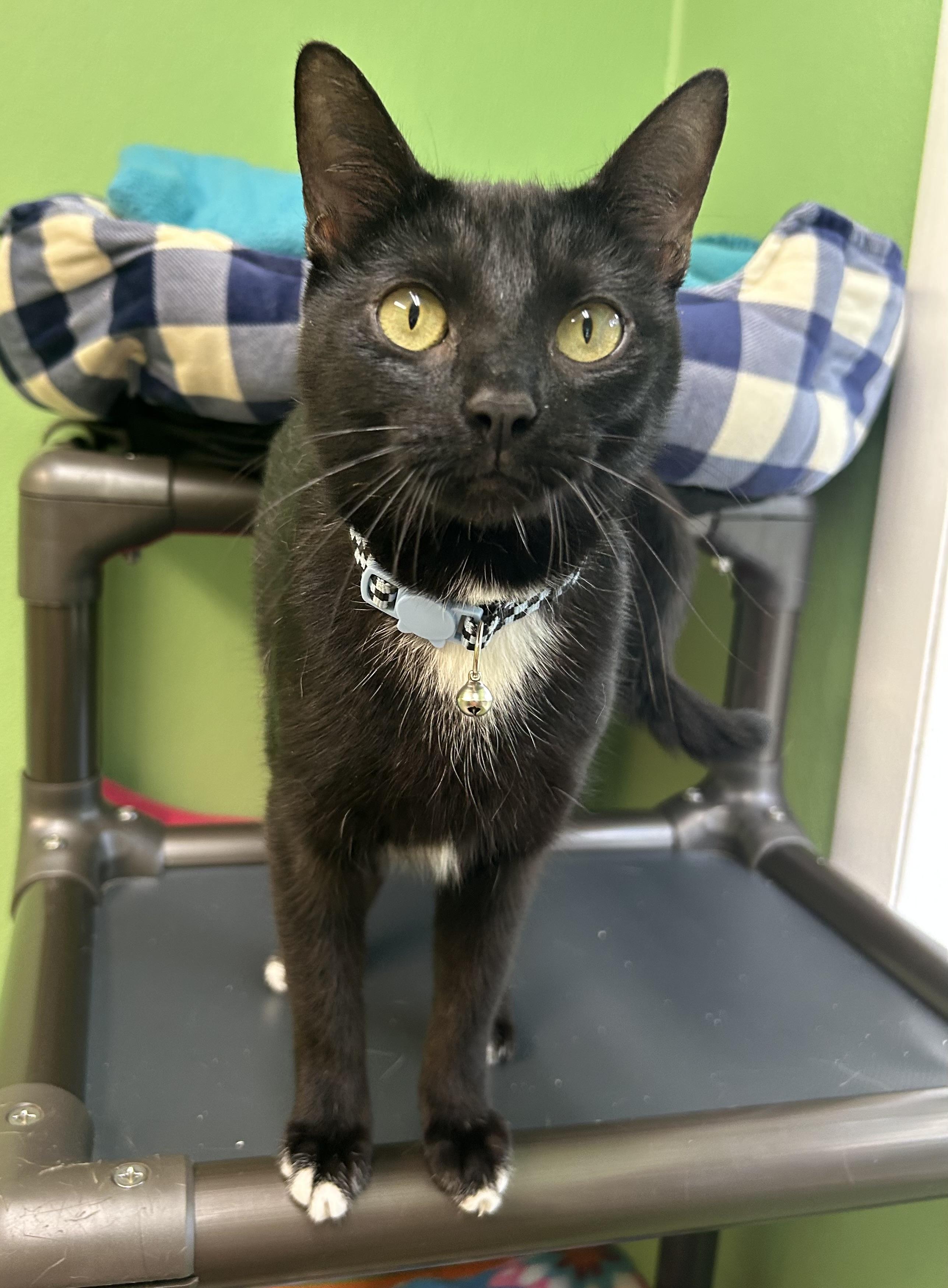 Costella, Adoptable, Kitten Female Domestic Short Hair.