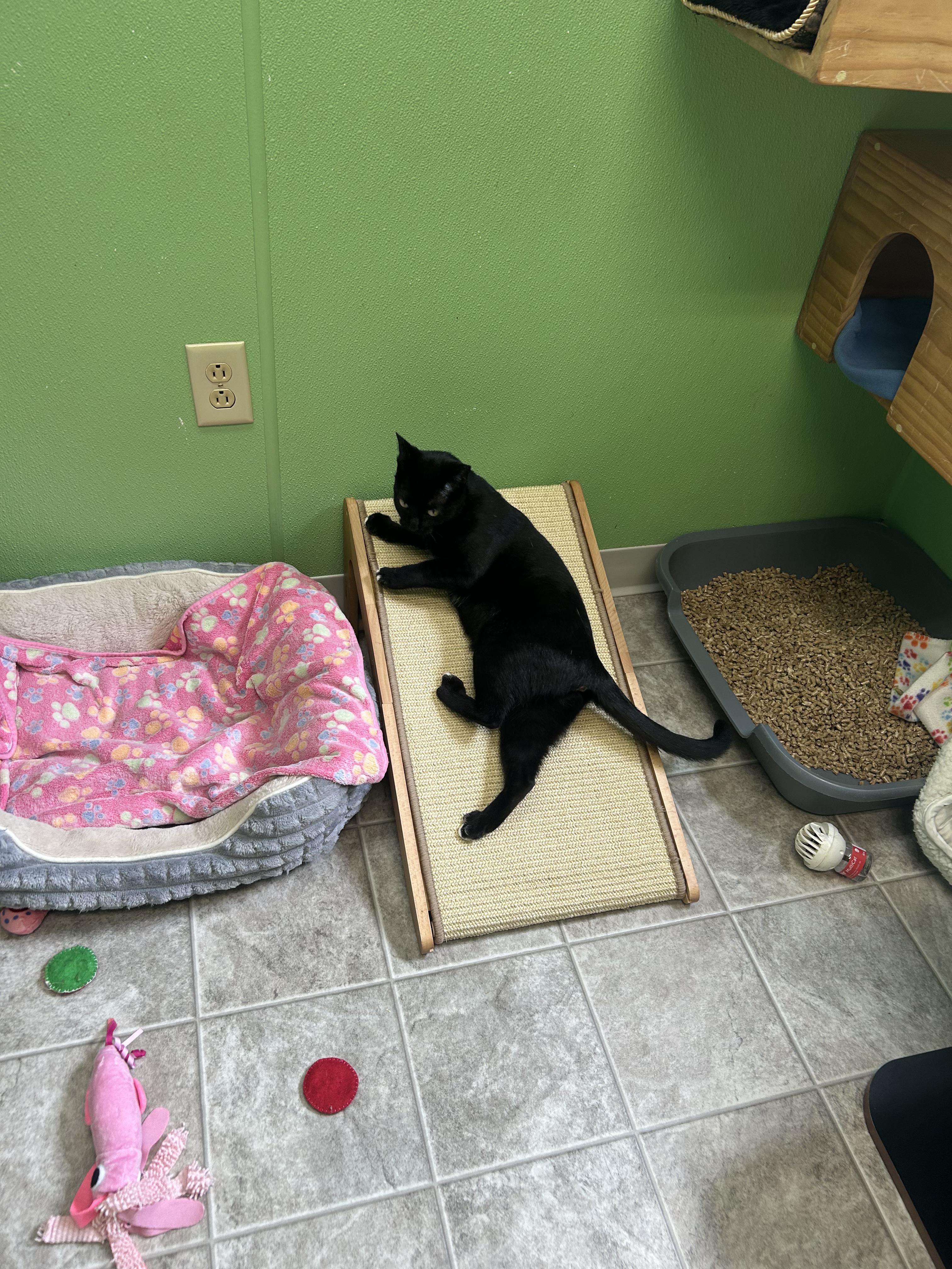 Enlarge Costella, a Adoptable mixed breed in Greenbelt, MD image 2/6