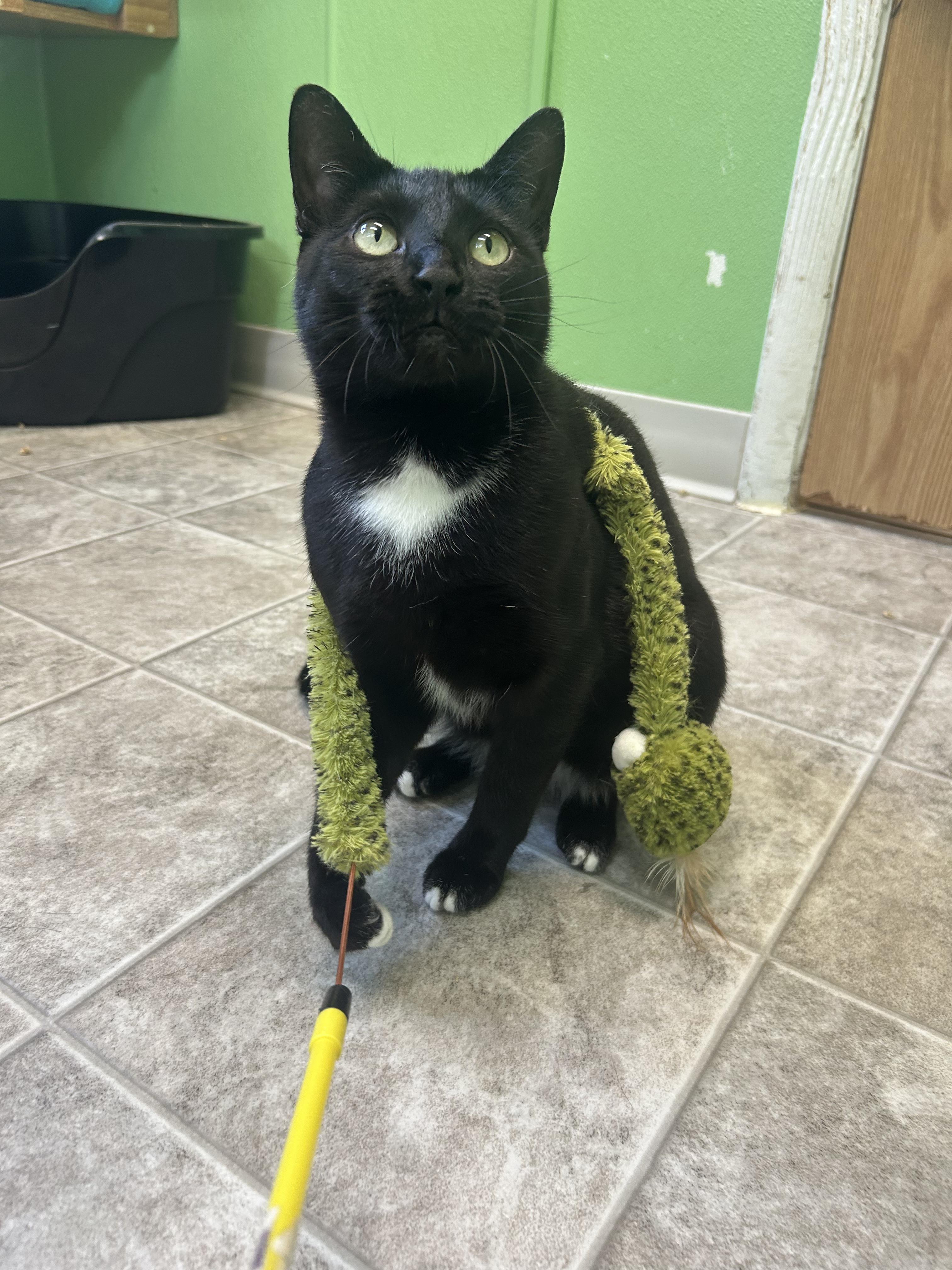 Costella, Adoptable, Kitten Female Domestic Short Hair.
