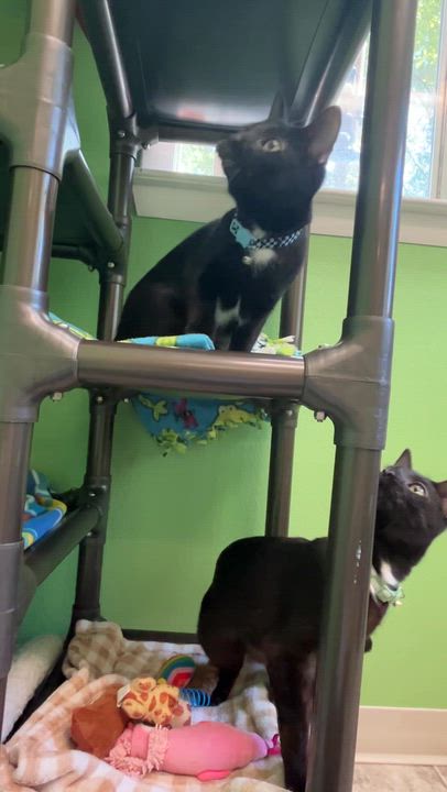 Enlarge Costella, a Adoptable mixed breed in Greenbelt, MD video 6/6