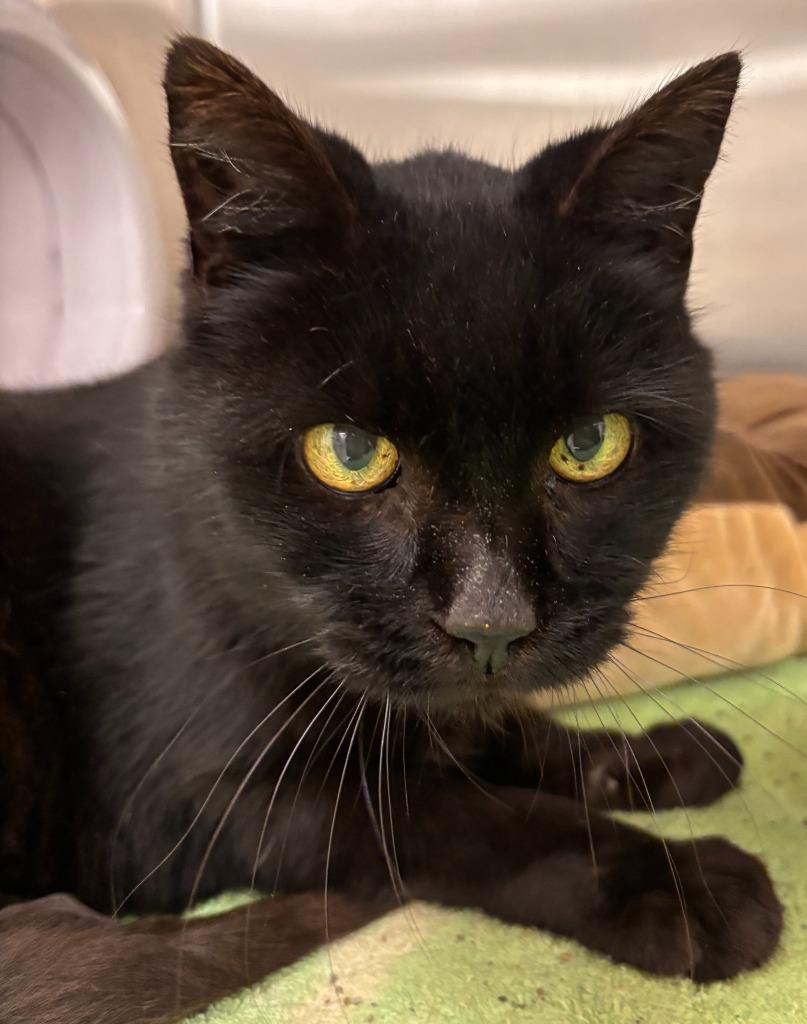 Glamma, Adoptable, Senior Female Domestic Long Hair.