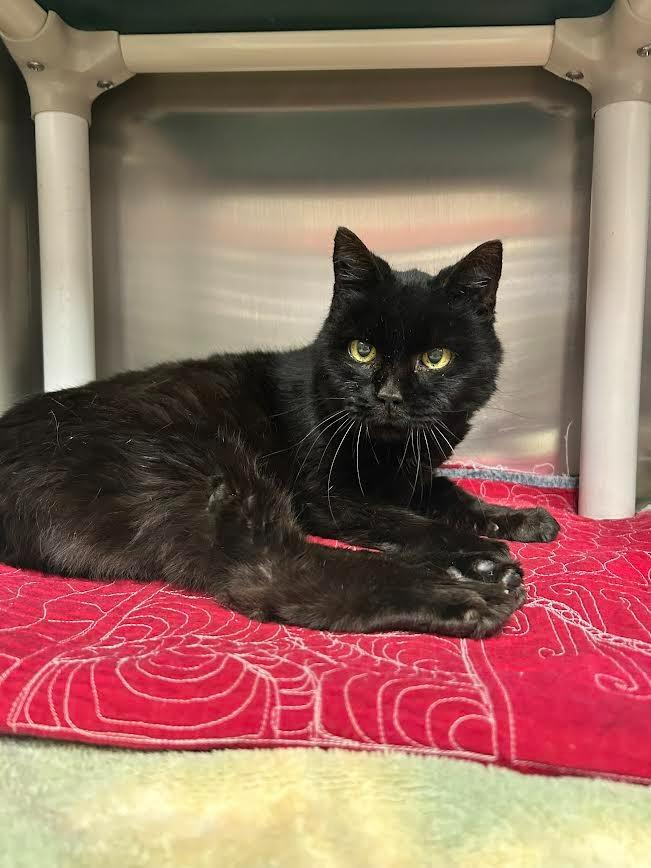 Glamma, Adoptable, Senior Female Domestic Long Hair.