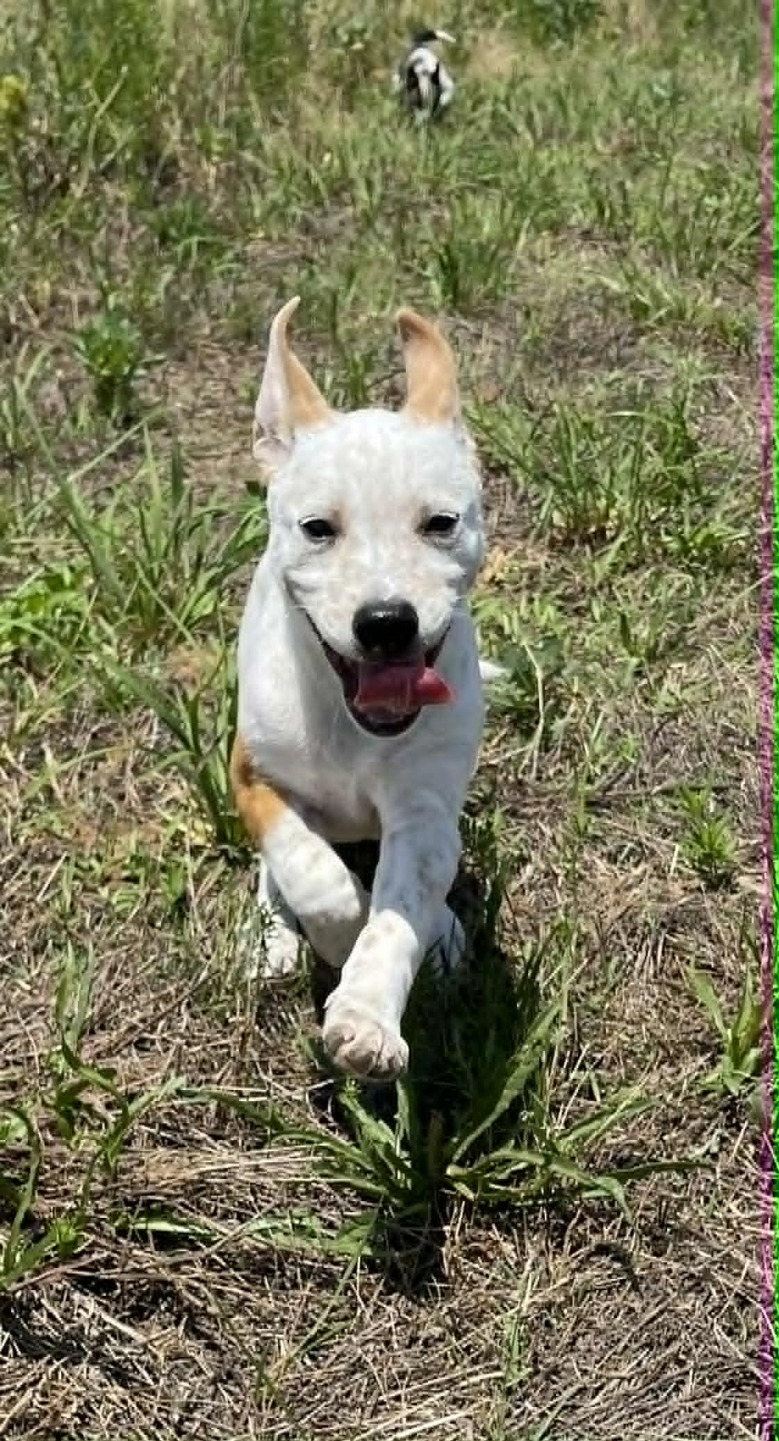 Bob, an adopted mixed breed in Spokane, WA image 5/6