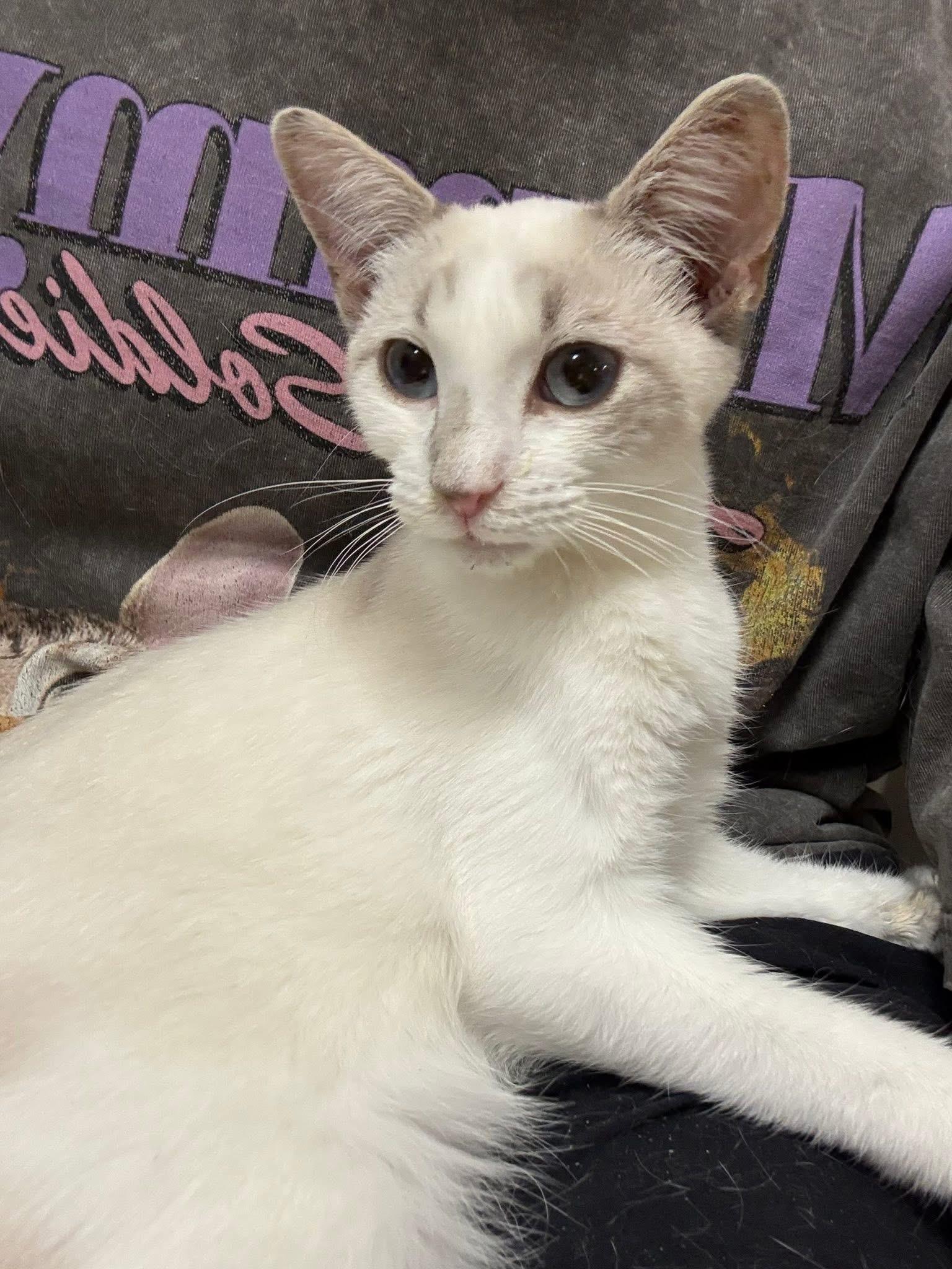Thorne, Adoptable, Kitten Male Siamese.
