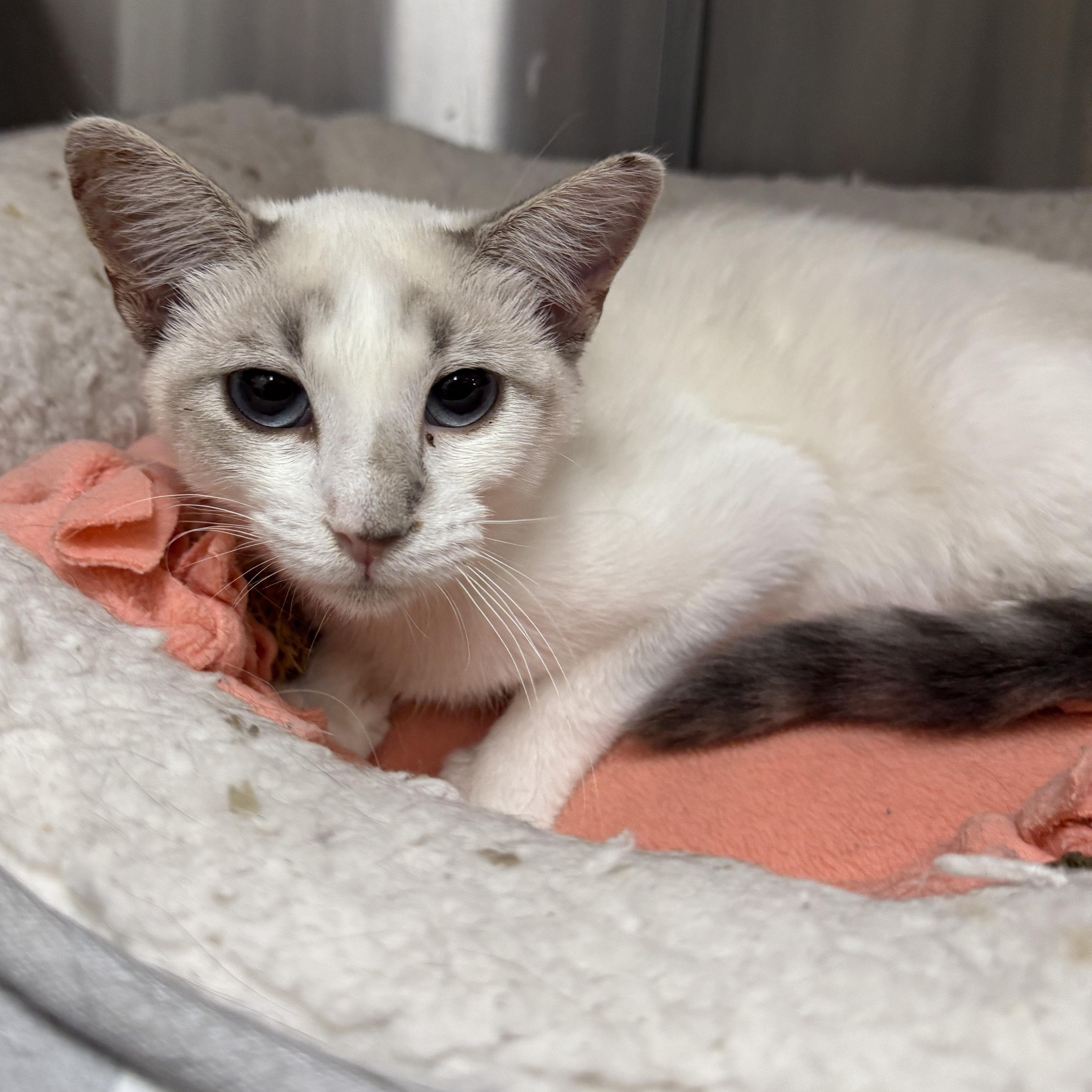 Thorne, a Adoptable Siamese in Chandler, AZ image 2/2