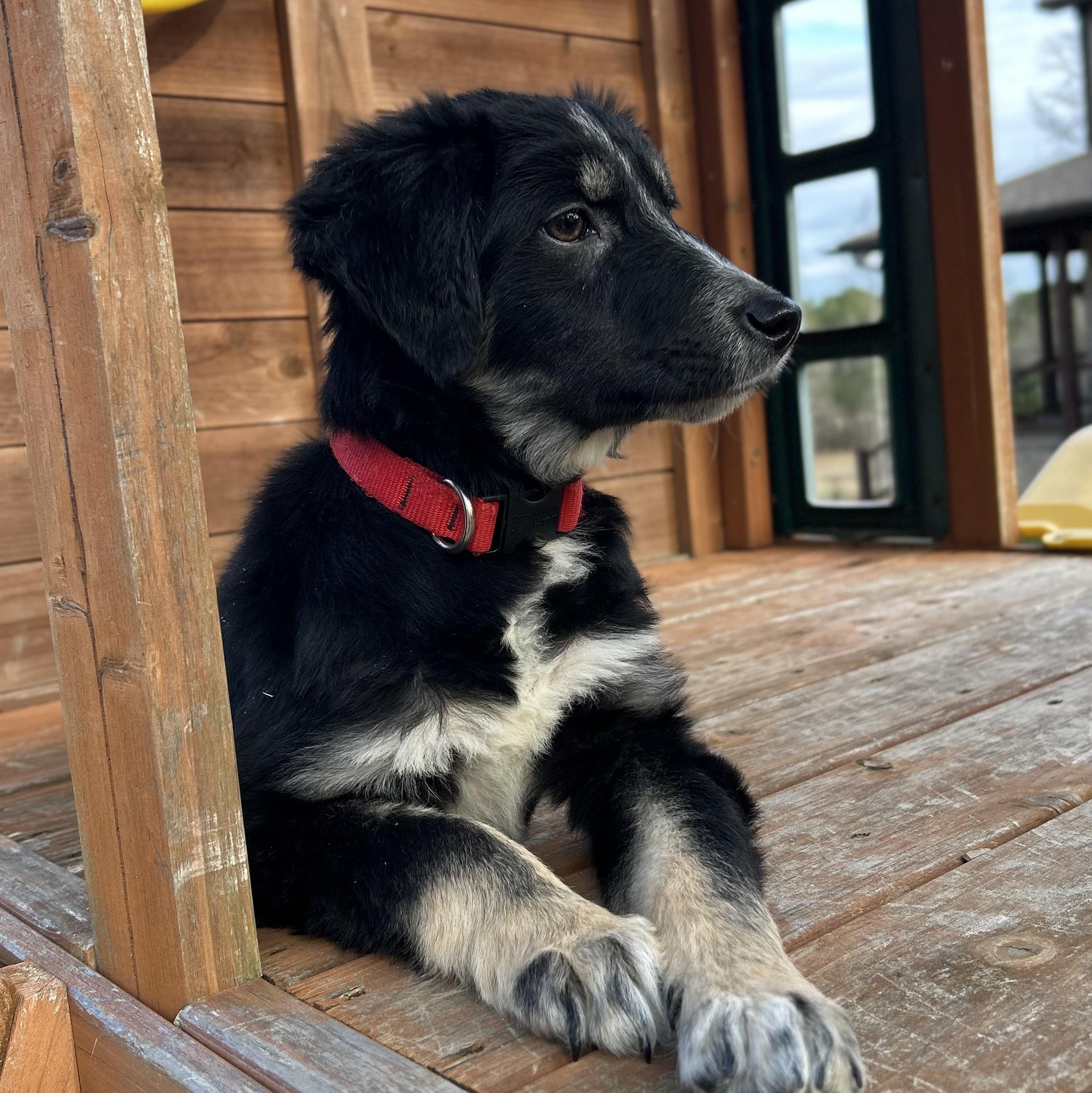 Enlarge Ralphie, a Adoptable mixed breed in Warrior, AL image 3/6