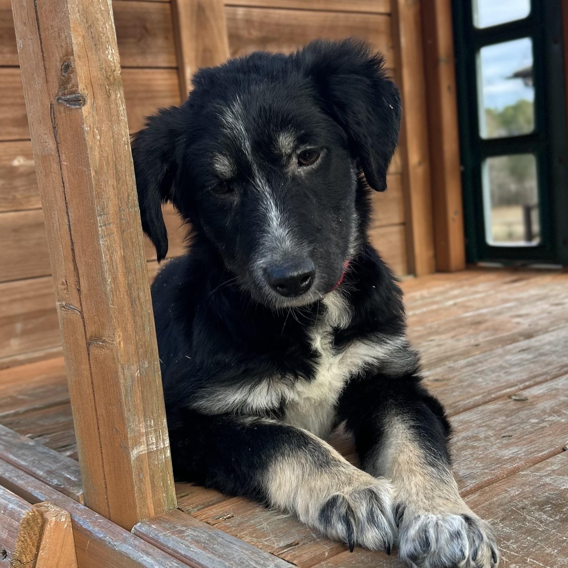 Enlarge Ralphie, a Adoptable mixed breed in Warrior, AL image 4/6