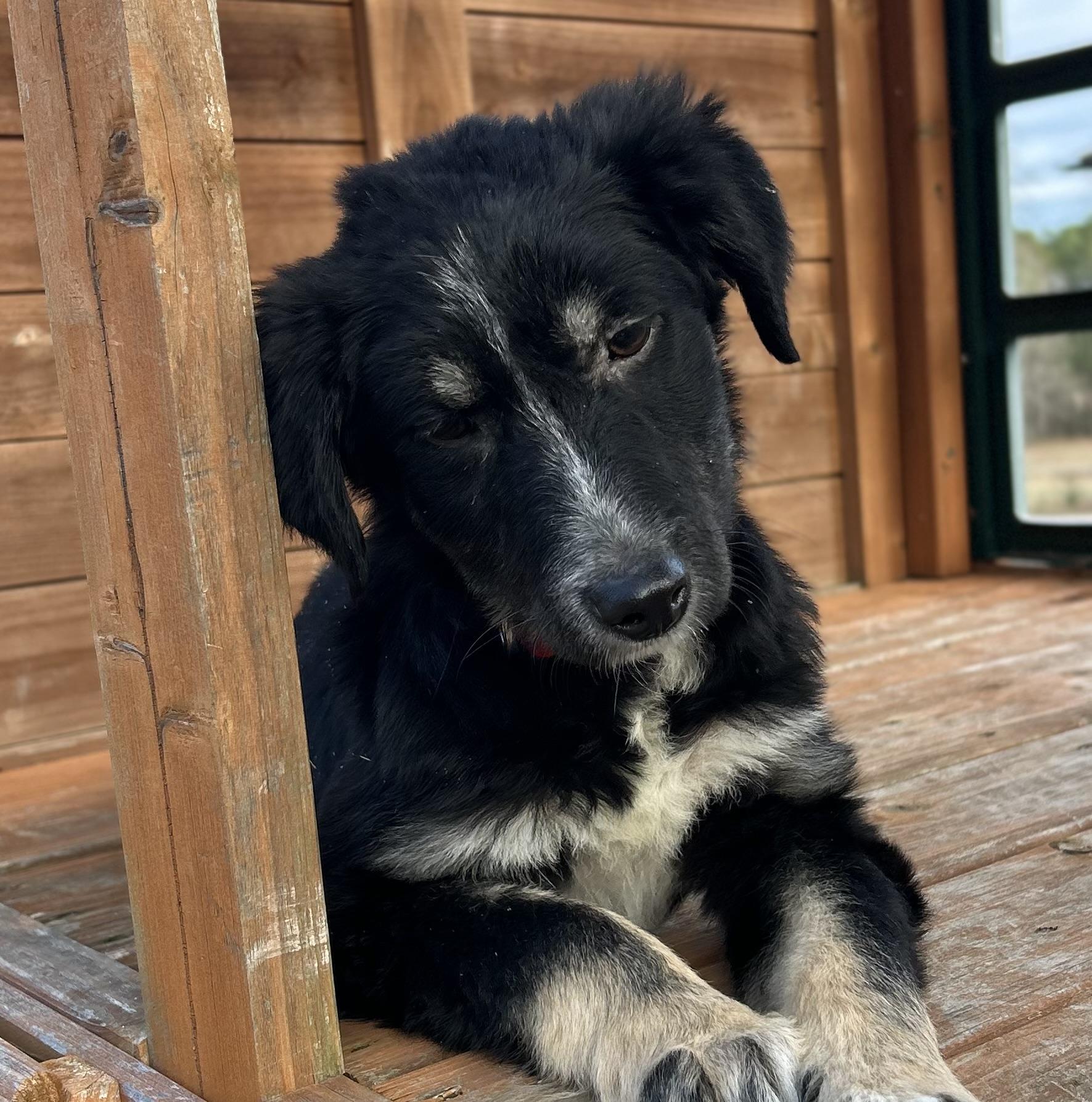 Enlarge Ralphie, a Adoptable mixed breed in Warrior, AL image 5/6