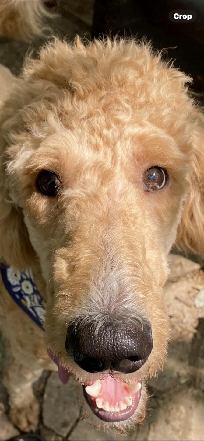 Bentley, a Adoptable Labradoodle in Knoxville, TN image 4/6