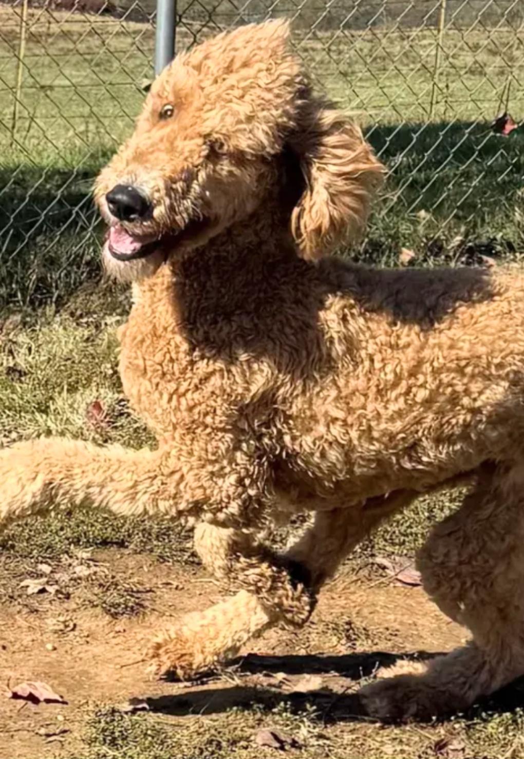 Bentley, a Adoptable Labradoodle in Knoxville, TN image 6/6