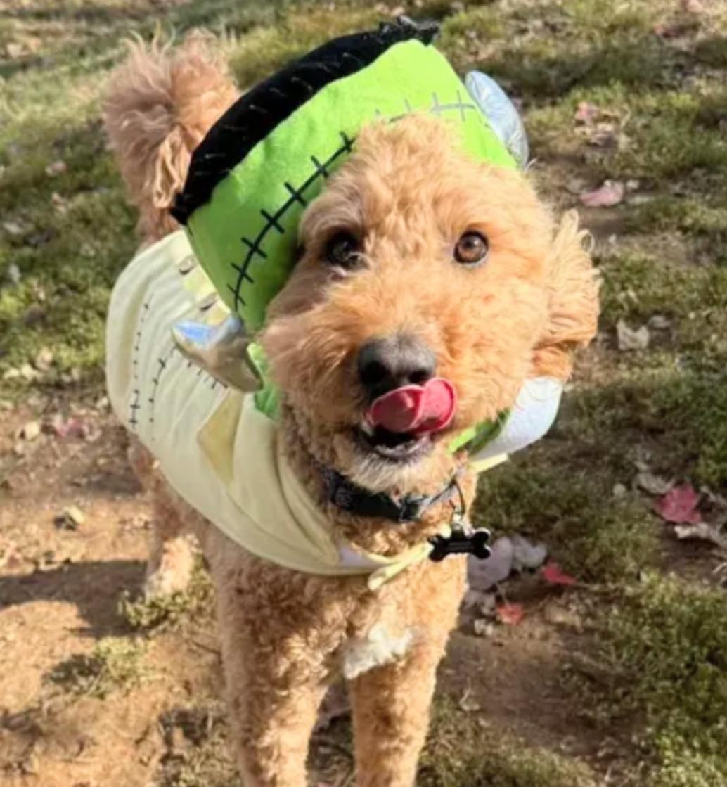 Bentley, Adoptable, Young Male Labradoodle.