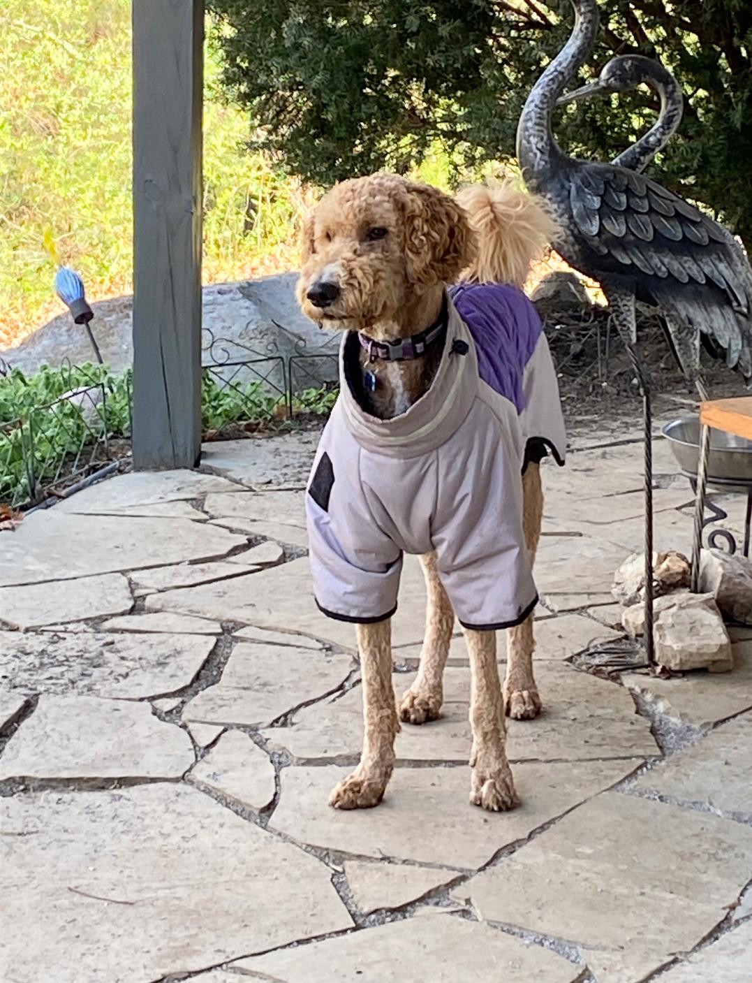 Bentley, a Adoptable Labradoodle in Knoxville, TN image 3/6