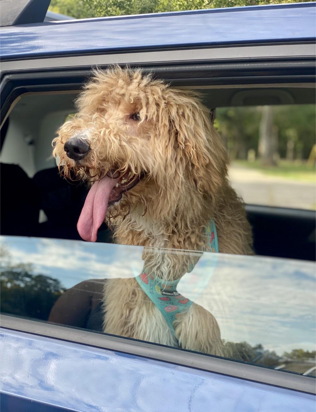 Bentley, a Adoptable Labradoodle in Knoxville, TN image 5/6