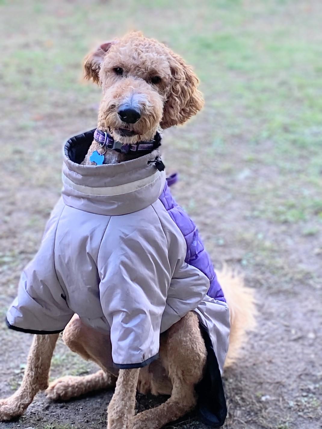 Bentley, a Adoptable Labradoodle in Knoxville, TN image 2/6