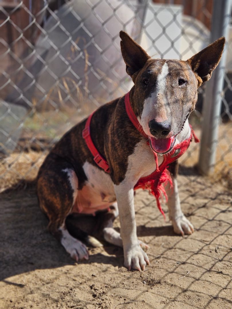 Enlarge Xena, a Adoptable Bull Terrier in Selma, CA image 4/6