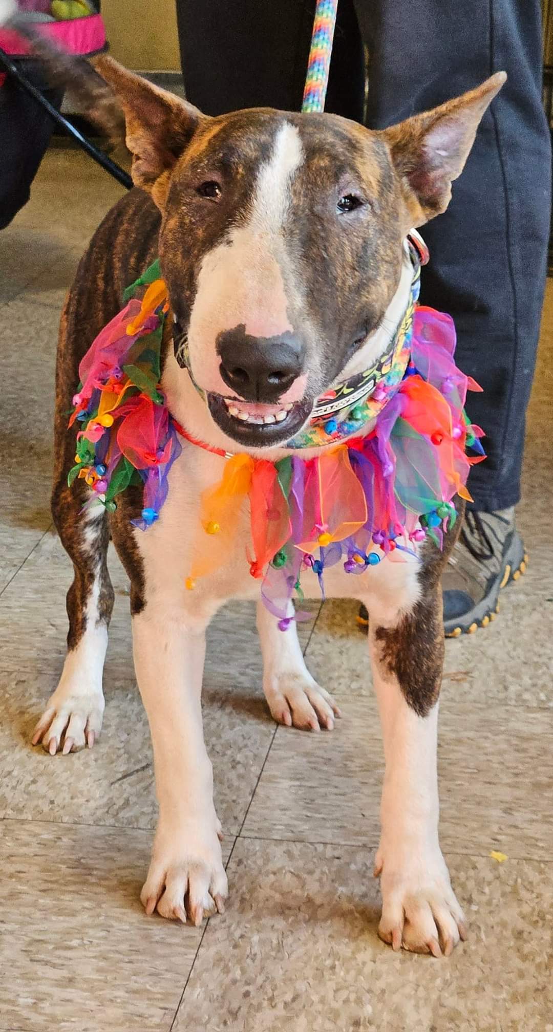 Enlarge Xena, a Adoptable Bull Terrier in Selma, CA image 2/6