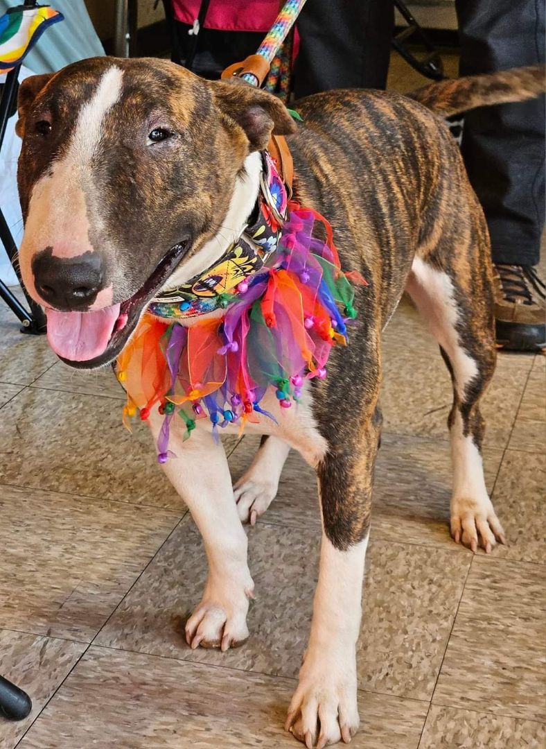Enlarge Xena, a Adoptable Bull Terrier in Selma, CA image 5/6