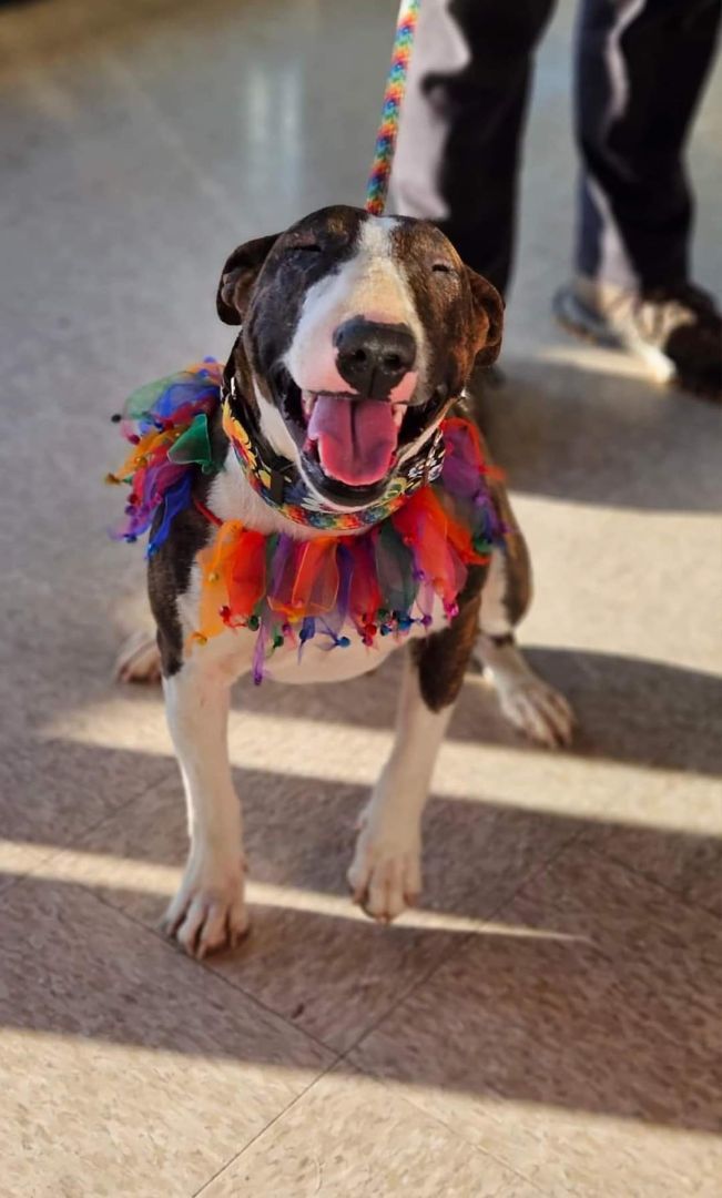 Enlarge Xena, a Adoptable Bull Terrier in Selma, CA image 6/6