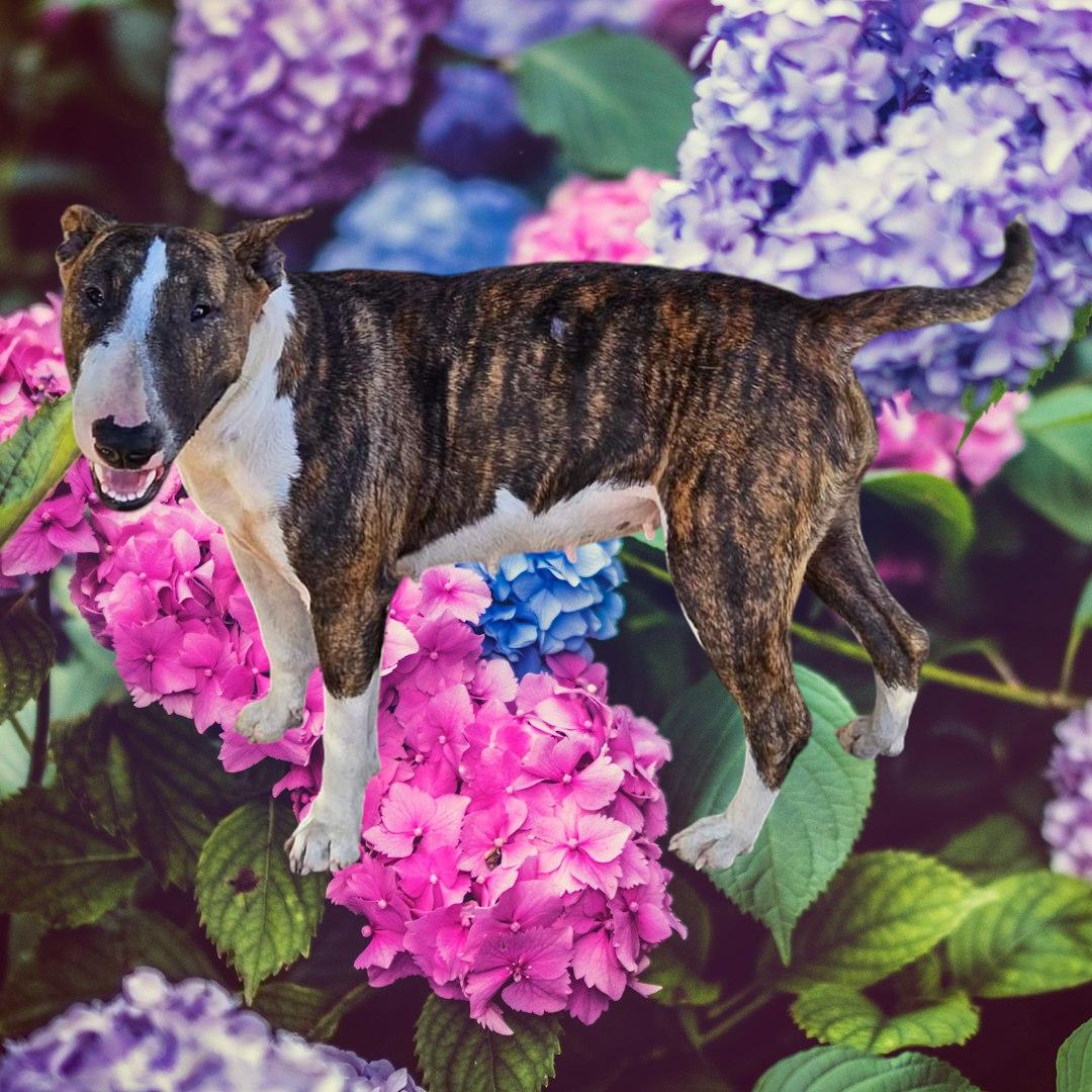 Enlarge Xena, a Adoptable Bull Terrier in Selma, CA image 1/6