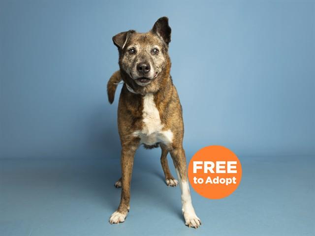 Enlarge NICKY, a Adoptable mixed breed in Phoenix, AZ image 1/1