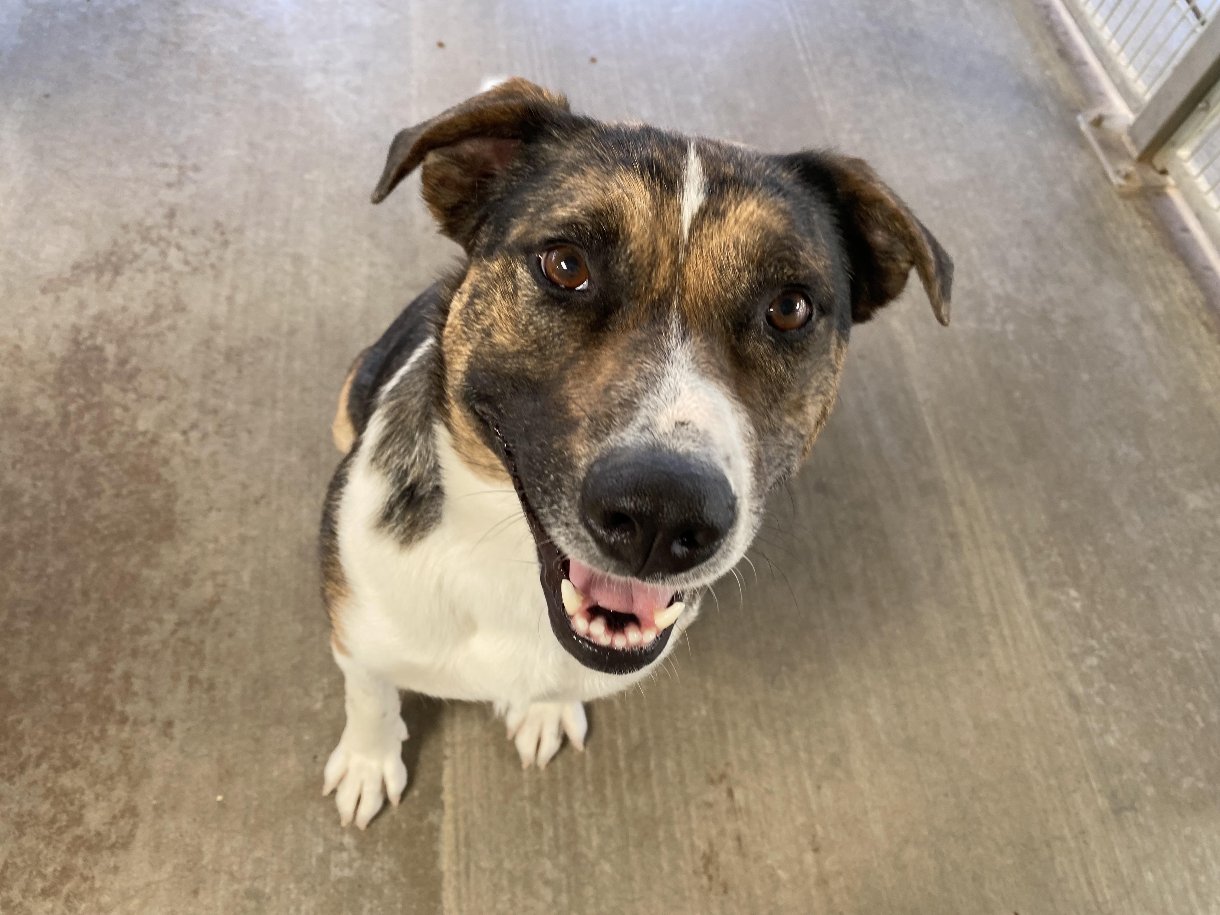Cera, Young Female Australian Shepherd