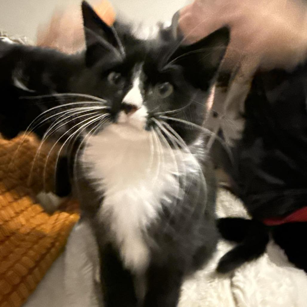 Enlarge Flash, a Adoptable Domestic Short Hair in Sioux Falls, SD image 1/1