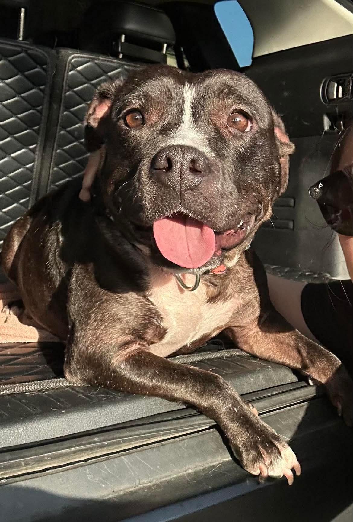 Enlarge Dumpling, a ADOPTABLE Pit Bull Terrier in Yonkers, NY image 2/6