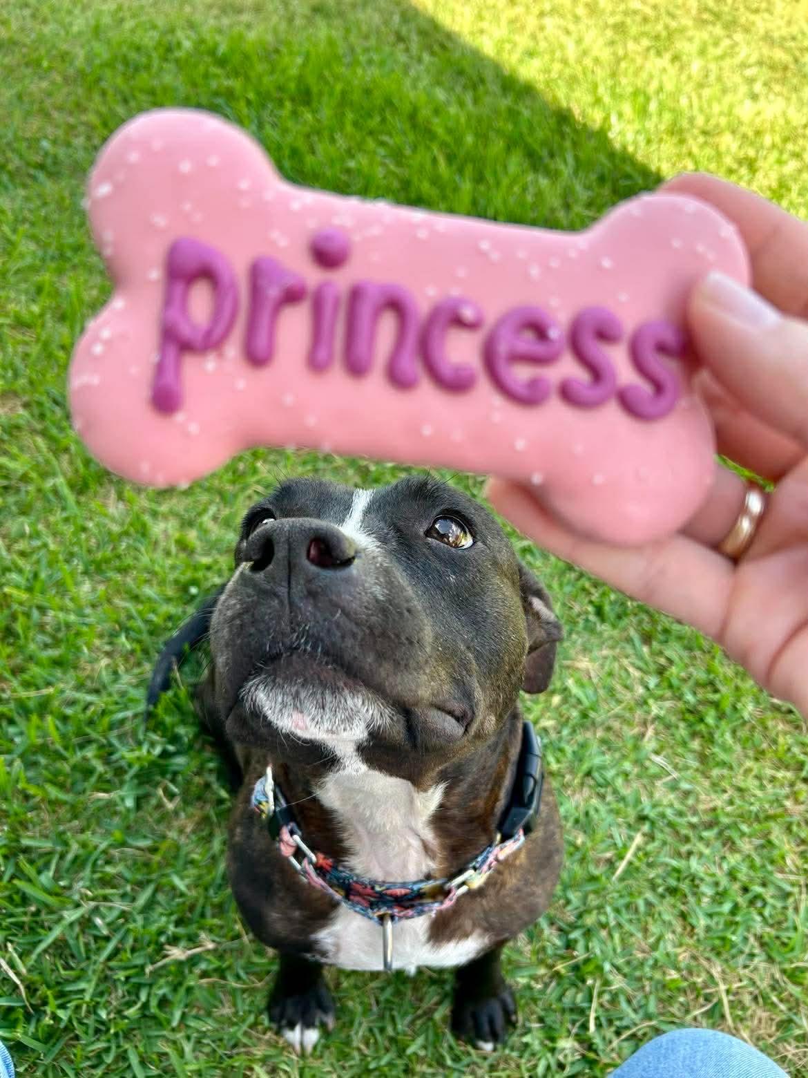 Enlarge Dumpling, a ADOPTABLE Pit Bull Terrier in Yonkers, NY image 3/6