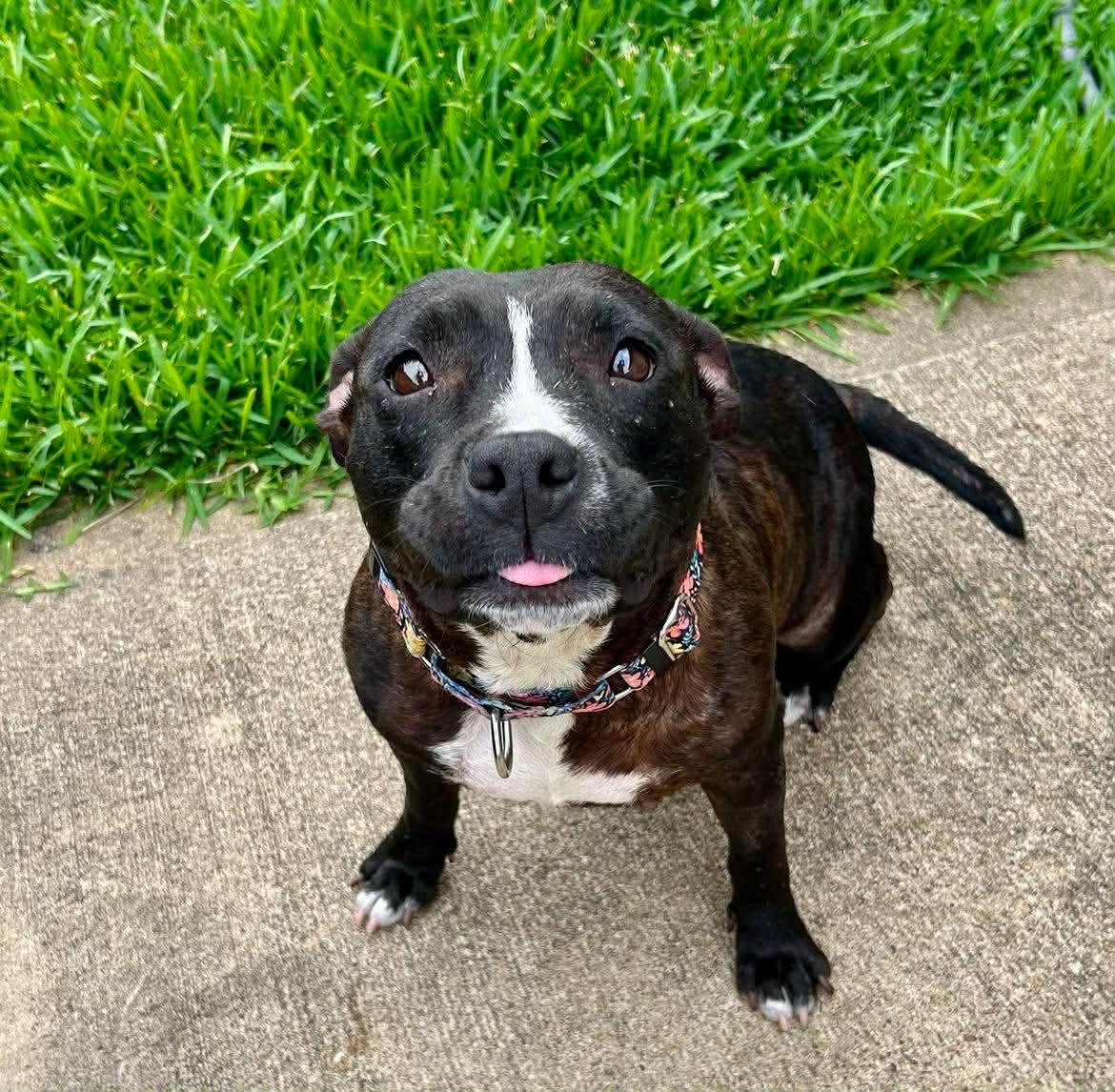 Dumpling, ADOPTABLE, Adult Female Pit Bull Terrier.